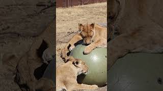 Boomer ball for the Sudan lions [upl. by Drannel216]