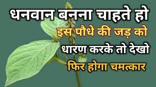 अपामार्ग पौधा Apamarga Plant अपामार्ग चिरचिटा की जड़ Chirchita Ke totke [upl. by Nosemyaj57]