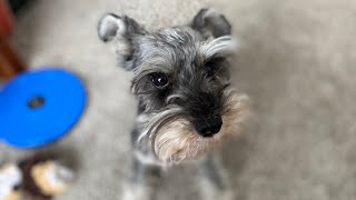 My Mini Schnauzer at Play [upl. by Scherman]