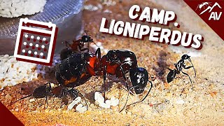 Camponotus Ligniperdus  Carpenter Ant Colony Update 2021 [upl. by Linders]