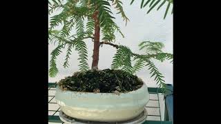 LA MIA COLLEZIONE BONSAI  First video [upl. by Daus]