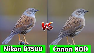 Nikon D7500 VS Canon EOS 80D DSLR Camera ComparisonNikon D7500 ReviewCanon EOS 80D review [upl. by Ainolloppa]