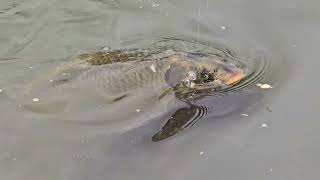 The Eurasian coot birds and the big Carp fish Ambarvale Australia [upl. by Kanya]