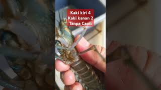 Kaki kiri 4 kaki kanan 2 amp tanpa 2 capit😋 lobsterairtawar budidayalobsterairtawar udanggalah [upl. by Enialb]