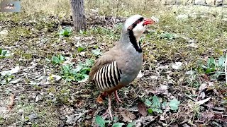 Chakor ki awaz  Chakor partridge Voice  Chakor [upl. by Rramo]