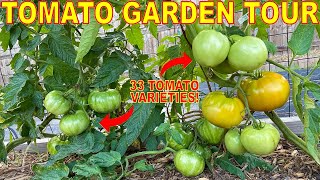 HUGE Garden Tour Of EVERY Tomato Plant Im Growing 33 AMAZING Tomato Varieties To Blow Your Mind [upl. by Vial150]