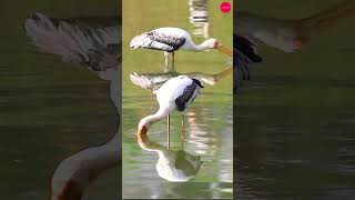 Painted Stork  The Majestic Bird with Vibrant Plumage birds trending travel nature animals [upl. by Whitson]