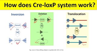 Cre Loxp Recombination System  Cre Lox System for beginners  BiologyLectures [upl. by Fulton]