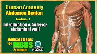 NEXT MEDICO 2022  MBBS  Abdomen Region  Introduction amp Anterior abdominal wall Lecture  1 [upl. by Haerb]