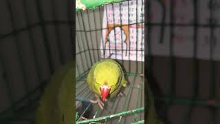 Galla tijori saaf karvani ho comedy funny jokes diwalispecial 🦜❤️🦜 [upl. by Buonomo489]