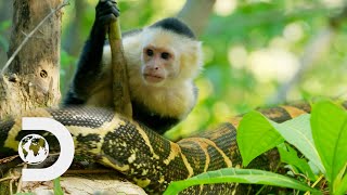 Capuchin Monkeys Vs Deadly Boa Constrictor Snakes l Wild Costa Rica [upl. by Ayaj777]