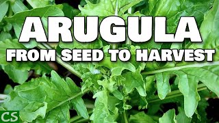 Growing Arugula From Seed to Harvest [upl. by Annod]