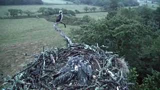 Bywyd Gwyllt Glaslyn Wildlife  Ffrwd Byw  Live Stream [upl. by Vinny]