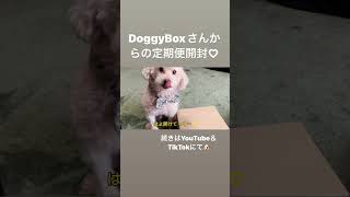 Doggy Box開封予告 [upl. by Lita829]