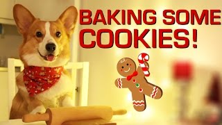 BAKING COOKIES  Topi the Corgi [upl. by Raina]