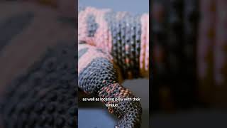 Gila Monster Ranking wildlife animals facts reptiles [upl. by Ailliw300]