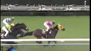 20131020 Kikuka ShoJapanese St Leger  Epiphaneia [upl. by Wandis]