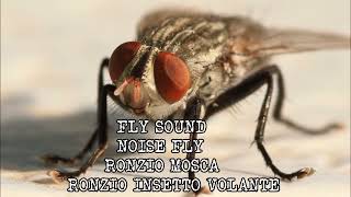 FLY NOISE  FLY SOUND  RONZIO MOSCA  RONZIO INSETTO VOLANTE [upl. by Lamphere]