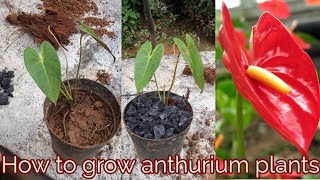 How to grow anthurium plants [upl. by Knowle845]