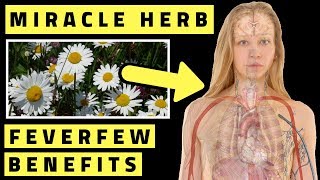 Feverfew Benefits  A Miracle Health Herb [upl. by Ehtyaf]