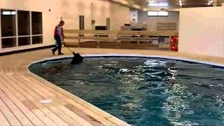 Equine Swimming Pool Demo [upl. by Nitsa]