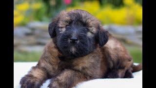 SoftCoated Wheaten Terrier Puppies for Sale [upl. by Beckett]