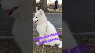 Samoyedo El perro peluche pets petlover mascotas perros samoyed animals curiosidades funny [upl. by Yager]