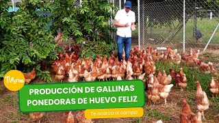 Producción de gallinas ponedoras de huevo feliz  TvAgro por Juan Gonzalo Angel Restrepo [upl. by Laeno]