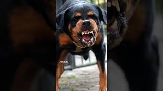 ANGRY Dogs Barking Sound Effects Aggressive Dogs Barking [upl. by Arihsay]