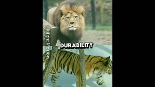 Barbary Lion VS Siberian tiger edit 🔥 [upl. by Sabino]