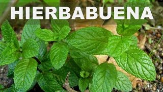 Estos son los 5 mejores beneficios de la hierbabuena para la salud del cuerpo y mente [upl. by Arta903]