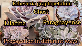 Echeveria graptopetalum Ghost Lilacina  paraguayense propagation different ways  Bloom with SI [upl. by Pacorro]