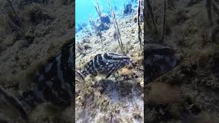 Nassau grouper epinephelus striatus [upl. by Adnara]