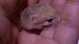 chirp of Pigmy Jerboa baby [upl. by Yakcm]