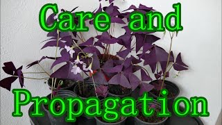 Oxalis Triangularis Care And Propagation With Time Lapse [upl. by Ecahc610]