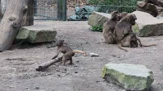 Gelada baboon baby rolling a log berlin tierpark zoo [upl. by Callum]