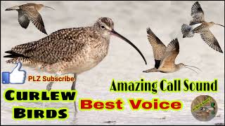 Curlew birds best voice amazing call sound  curlew ki awaz  New curlew sound  All birds sound [upl. by Synn]