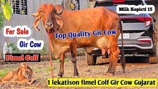 👉✨Top Quality 1 lekatison fimel Colf Gir Cow Gujarat Bhavnagar Dhgirgaushala HardikBhai9328725740 [upl. by Nosned]