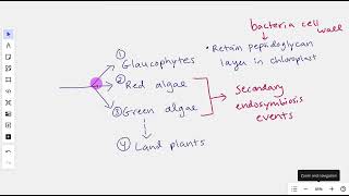 Primary Endosymbiosis Divergence into Archaeplastida [upl. by Shaughn143]