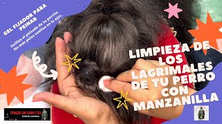 CÓMO LIMPIAR LOS LAGRIMALES DE TU PERRO CON MANZANILLASHIHTZU [upl. by Genia]