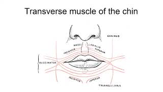 Transverse Muscle Of The Chin [upl. by Akenom]