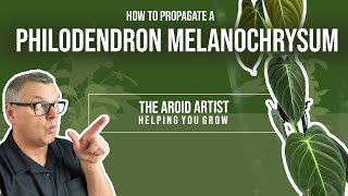 HOW TO propagate philodendron melanochrysum using sphagnum moss [upl. by Fugazy]