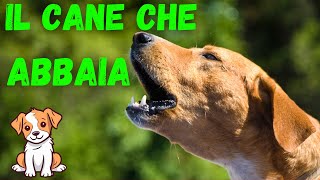 I cani che abbaiano sempre [upl. by Reace544]