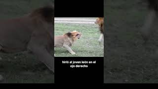 La Historia Detrás de Scarface  El león que desafió a los titanes shorts animalessalvajes [upl. by Norred726]