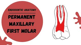 Endodontic Anatomy of the Permanent Maxillary First Molar  Root canal anatomy [upl. by Alvan]