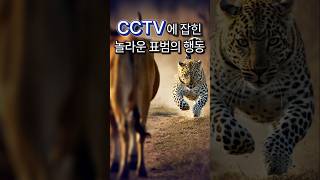 CCTV에 찍힌 놀라운 표범의 행동 [upl. by Mailand]