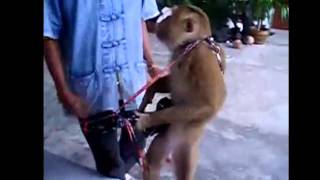 Mono tocando guitarra  monkey playing guitar HD [upl. by Wetzell]