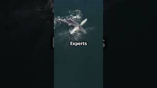 Whale Encounter Solo Rowers Atlantic facts [upl. by Sabas]