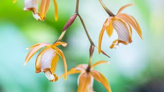 Episode 9 Coelogyne cumingii and C odoardi Beautiful long lasting and superbly scented orchids [upl. by Mears]