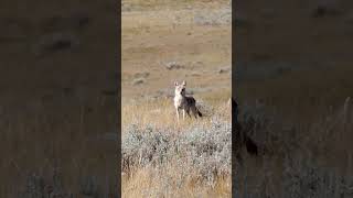 Predator Hunt  Coyote Down short [upl. by Aikkan61]